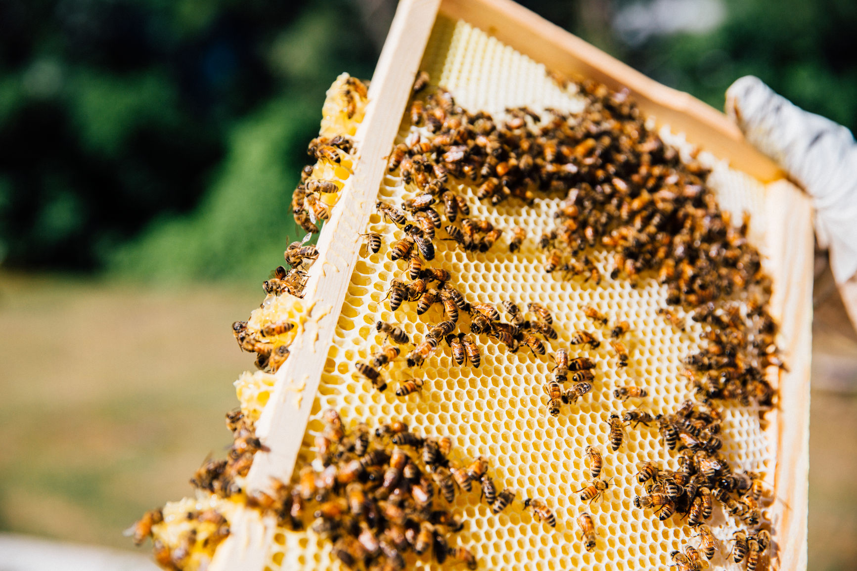 Beekeeping Heroes