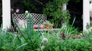 Herb bed with spring onions in flower