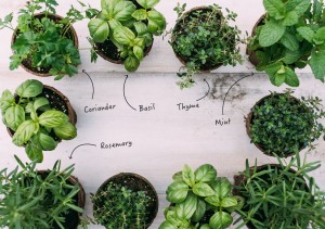 How to avoid wasting fresh herbs